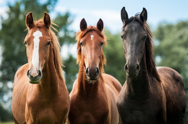 horse terminology explained, Rita Kochmarjova Shutterstock