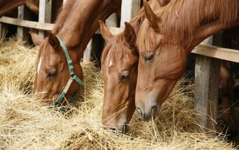 Rules of Equine Diet: What Should You Feed Your Horse