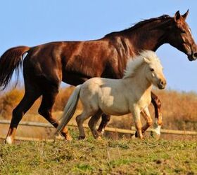 Difference Between a Pony and a Horse - Which Should You Choose?