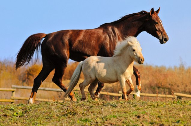 difference between a pony and a horse which should you choose, pirita Shutterstock