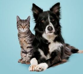 forbes advisor reveals dog and cat breeds with highest medical costs, Erik Lam Shutterstock