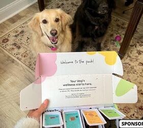 Dandy Pet Wellness: Personalized Supplements for Your Pup