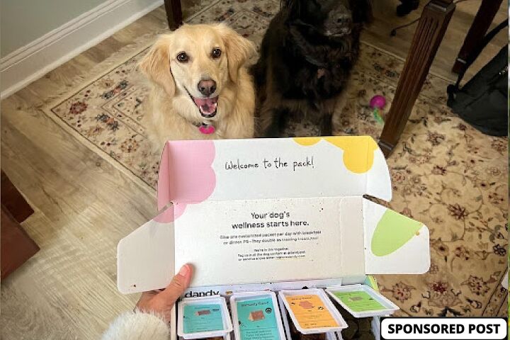 dandy pet wellness personalized supplements for your pup