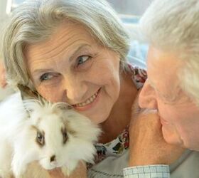 Best Rabbits for Seniors