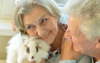 Best Rabbits for Seniors