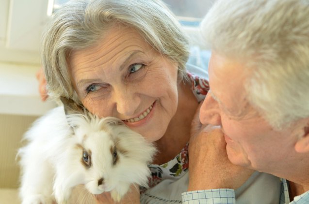 best rabbits for seniors, Ruslan Huzau Shutterstock