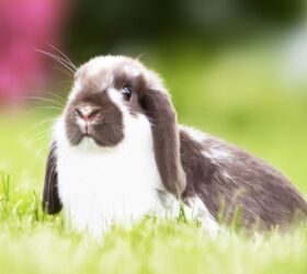 best rabbits for seniors, Erika Cross Shutterstock