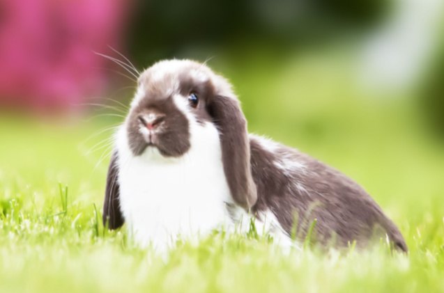 best rabbits for seniors, Erika Cross Shutterstock