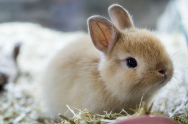 best rabbits for seniors, RATT ANARACH Shutterstock