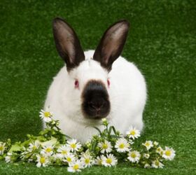 best rabbits for seniors, Lin Currie Shutterstock