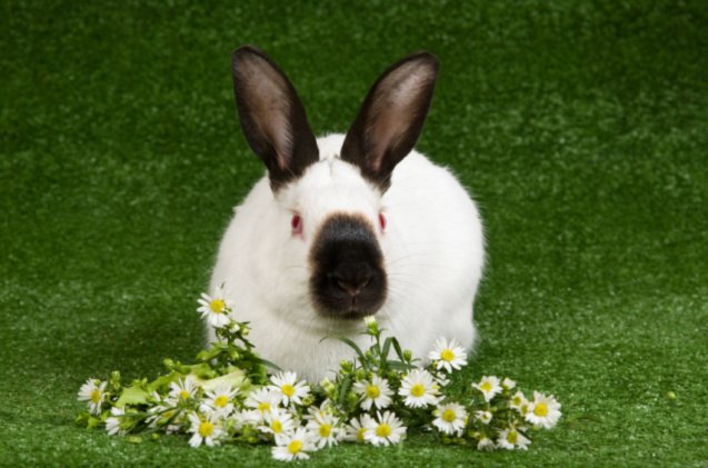 best rabbits for seniors, Lin Currie Shutterstock