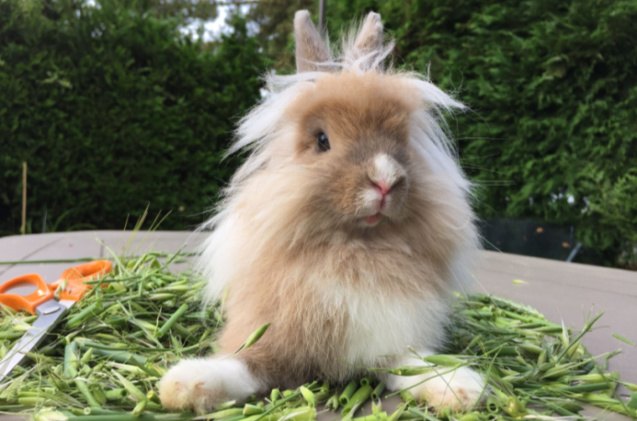 best rabbits for seniors, KanphotoSS Shutterstock
