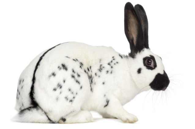 best rabbits for seniors, Eric Isselee Shutterstock