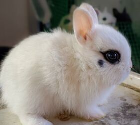 best rabbits for seniors, Amr pixel Shutterstock
