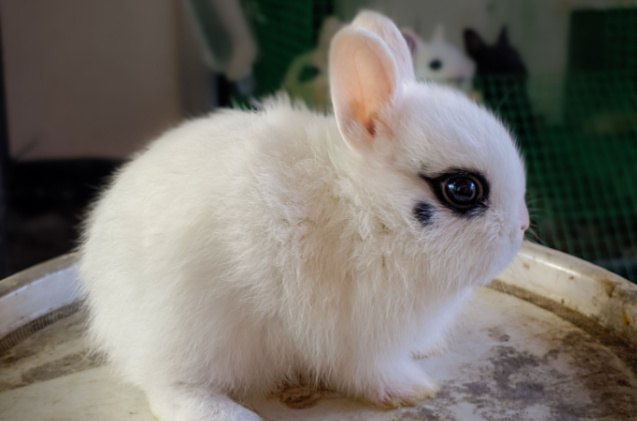 best rabbits for seniors, Amr pixel Shutterstock
