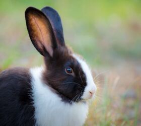 best rabbits for seniors, Katesalin Heinio Shutterstock