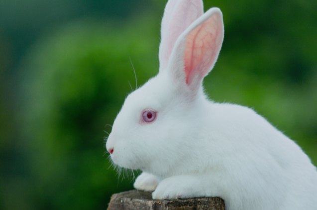 best rabbits for seniors, Seberang Pintu Shutterstock