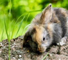 best rabbits for seniors, LNbjors Shutterstock