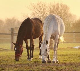 5 Internal Parasites That Affect Horses and How to Prevent Them