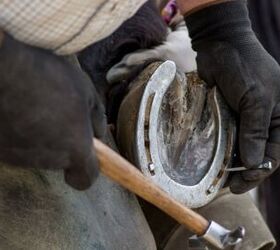 shoeing horses pros and cons, narcisopa Shutterstock