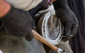 Shoeing Horses: Pros and Cons