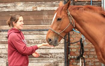 5 Things You Should Never Feed to Your Horse
