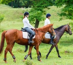 horse riding for absolute beginners, Skumer Shutterstock