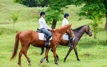 Horse Riding for Absolute Beginners