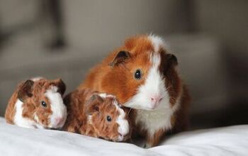 US Shelters Overwhelmed With the Number of Guinea Pig Surrenders