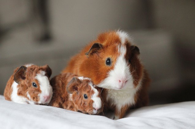 us shelters overwhelmed with the number of guinea pig surrenders, Naomi Marcin Shutterstock