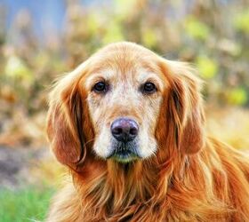 physical changes to expect in older dogs, Annette Shaff Shutterstock