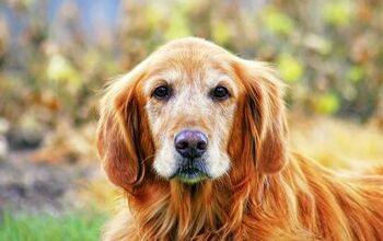 Physical Changes to Expect in Older Dogs