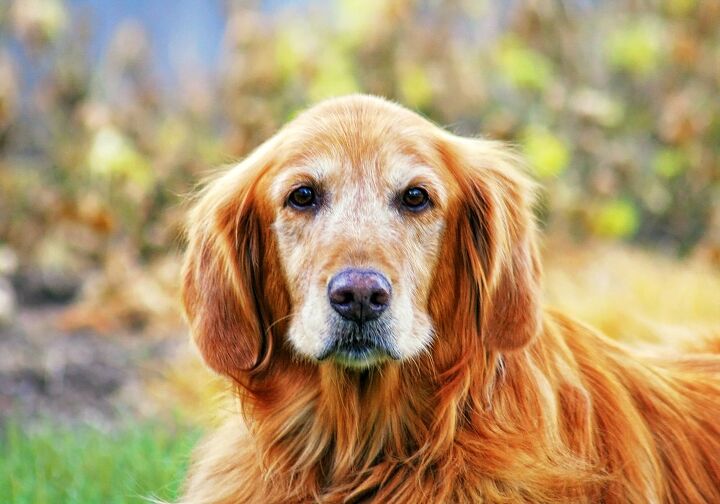 physical changes to expect in older dogs, Annette Shaff Shutterstock