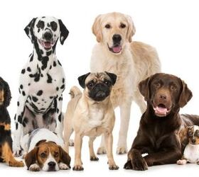 study shows that personality traits are not linked to a dog s breed, Dora Zett Shutterstock