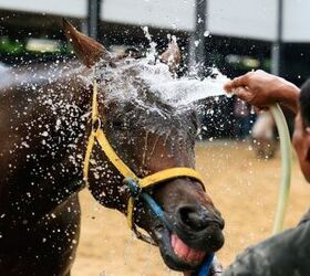 tips and tricks on cooling down a horse, 22August Shutterstock