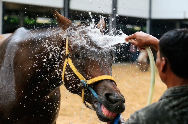 tips and tricks on cooling down a horse, 22August Shutterstock