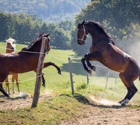 5 common horse behaviors explained, encierro Shutterstock