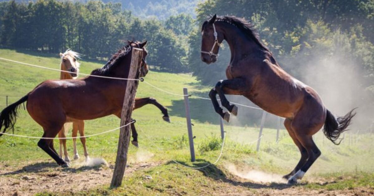 Stallion Behavior 5 Common Horse Behaviors Explained | PetGuide