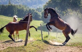 5 Common Horse Behaviors Explained