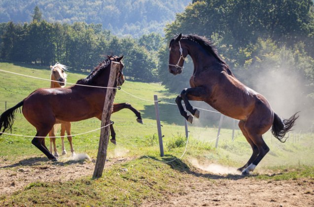 5 common horse behaviors explained, encierro Shutterstock