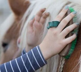 A Complete Guide on Horse Grooming