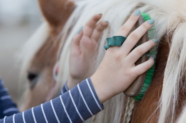 a complete guide on horse grooming, Budimir Jevtic Shutterstock
