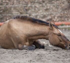 colic in horses causes symptoms and how to treat it, anjajuli Shutterstock