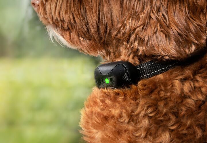 Can shock collars hurt dogs Clearance