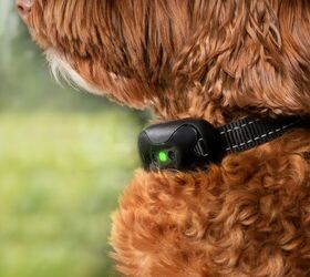 Can Shock Collars Damage a Dog’s Vocal Cords?