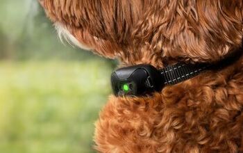 Can Shock Collars Damage a Dog’s Vocal Cords?