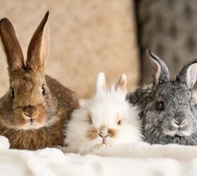 cutest rabbit breeds, Pixel Shot Shutterstock