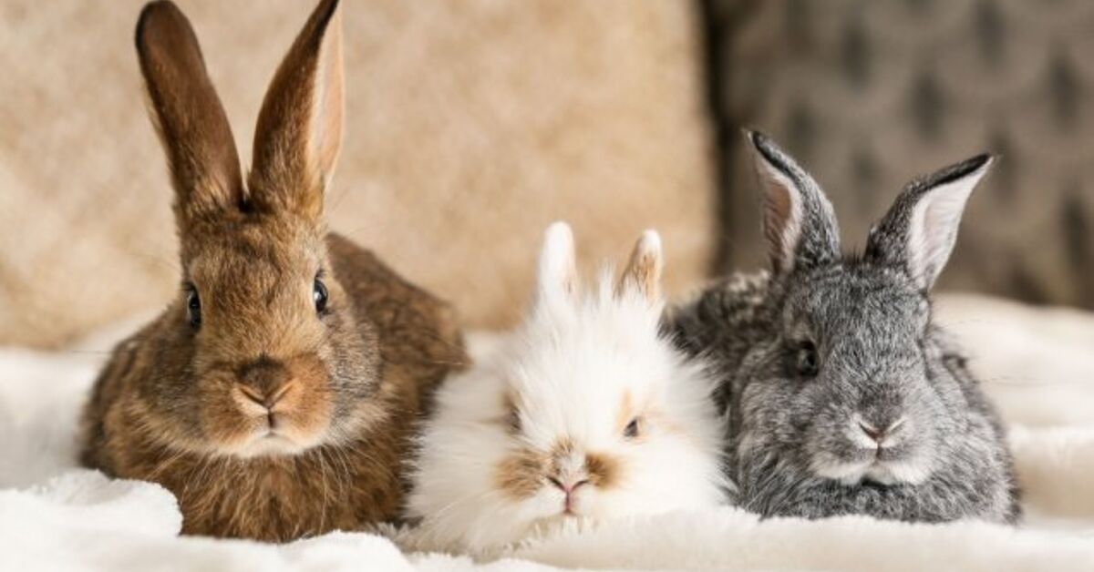 Cutest Rabbit Breeds Petguide
