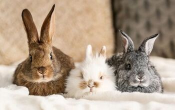 Polish Rabbit Breed Information and Pictures - PetGuide.com | PetGuide