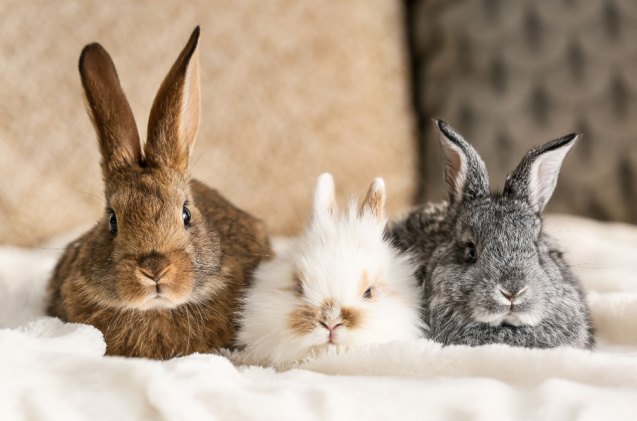 cutest rabbit breeds, Pixel Shot Shutterstock